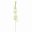 ALCHE ROSEA 115CM GREEN