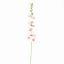 ALCHE ROSEA 115CM PINK