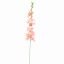 ALCHE ROSEA 115CM SALMON