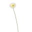 SINGLE SMALL GERBERA 55CM CREAM