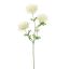 SPIDER GERBERA 65CM CREAM