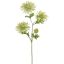 SPIDER GERBERA 65CM GREEN