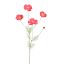 COSMOS 92CM BEAUTY