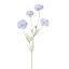 COSMOS 92CM BLUE