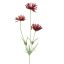 RUDBECKIA 66CM RED