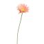 SPIDER GERBERA 65CM PEACH