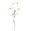 EDELWEISS 62CM CREAM