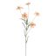 EDELWEISS 62CM PEACH