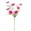 COSMOS SPRAY 75CM BEAUTY