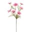 COSMOS SPRAY 75CM CREAM PINK