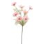 COSMOS SPRAY 75CM PINK