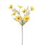 COSMOS SPRAY 75CM YELLOW