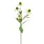 RUDBECKIA SPRAY 75CM CREAM