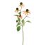 RUDBECKIA SPRAY 75CM PEACH
