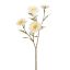 STRAW FLOWER 65CM CREAM
