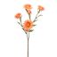 STRAW FLOWER 65CM PEACH