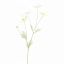 COSMOS SPRAY 92CM CREAM