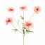 COSMOS SPRAY 70CM CORAL