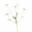 COSMOS SPRAY 70CM CREAM