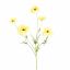 COSMOS SPRAY 70CM YELLOW