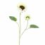 SUNFLOWER X2 95CM CREAM