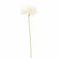 SPIDER GERBERA 45CM CREAM