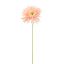 SPIDER GERBERA 45CM PINK