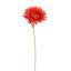 SPIDER GERBERA 45CM RED