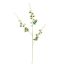 LONG COSMOS 105CM CREAM