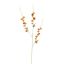 LONG COSMOS 105CM ORANGE