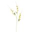 LONG COSMOS 105CM YELLOW