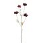 40170049-bu.jpg