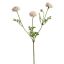 RANUNCULUS SPRAY X 3 66CM CREAM