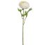 LARGE RANUNCULUS 56CM CREAM
