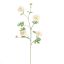 LARGE RANUNCULUS SPRAY 92CM VANILLA