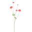 RANUNCULUS 90CM BEAUTY