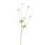 RANUNCULUS 90CM CREAM