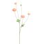 RANUNCULUS 90CM PINK