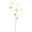 RANUNCULUS 90CM YELLOW