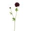RANUNCULUS 62CM BURGUNDY
