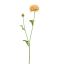 RANUNCULUS 62CM PEACH
