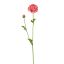 RANUNCULUS 62CM PINK