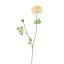 RANUNCULUS 65CM CREAM