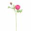 RANUNCULUS X2 56CM BEAUTY