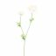 RANUNCULUS X 2 64CM CREAM