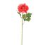OPEN RANUNCULUS 45CM BEAUTY
