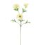 POPPY X3 SPRAY 72CM CREAM