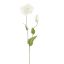 POPPY 75CM CREAM