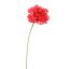 SINGLE POPPY 73CM BEAUTY