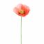 SINGLE POPPY 37CM CORAL
